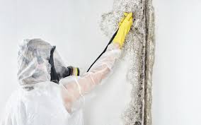 Best Mold Removal for HVAC Installations  in Cloverdale, CA